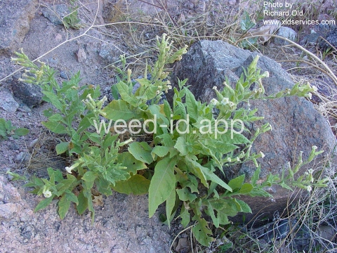 tobacco, desert